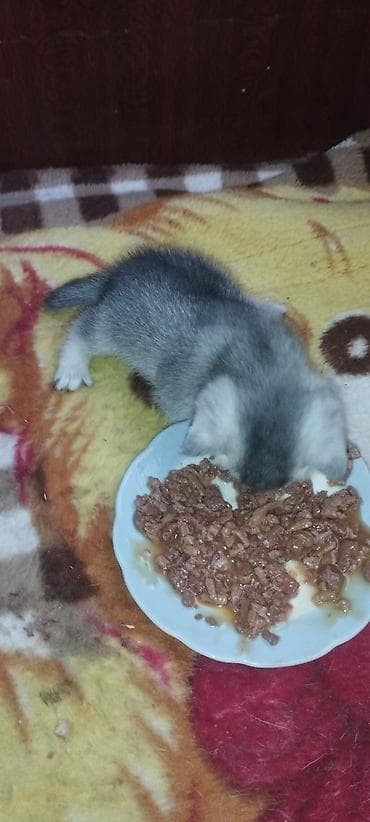 котята шотланцы: Готовы к бронированию породистые котята. Порода Шотландская скоттиш — 9