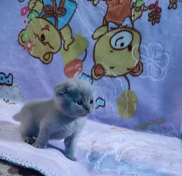 Продажа кошек: Открыто бронирование на котят шотландской породы лилового и голубого — 4