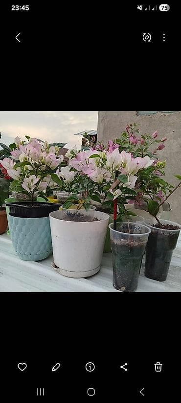 озеление: Самовывоз — 5