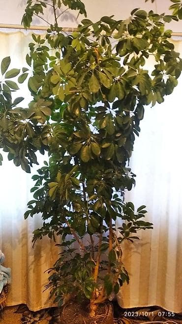 Акча багы: Продается цветок Шеффлера . 8 лет . Высота 2.5 м. Находится в село — 2