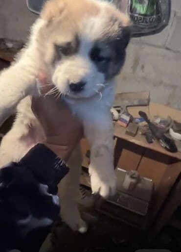 купить щенка французского бульдога: Алабай, 1 айлык, Ургаачы, Эмделген, Ит тегин тастыктоочу документ — 3