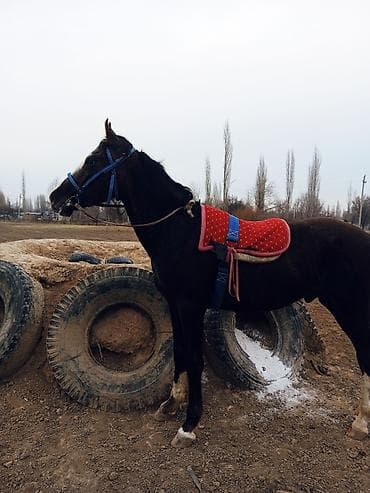 продаю ат: Продаю | Конь (самец) | Полукровка | Конный спорт — 3