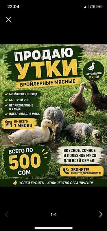 Утки бройлерные мясные - Возраст: 1 месяц - Порода: бройлерная