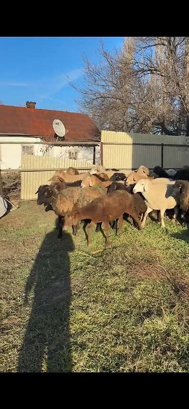 ищу баран: Продаю | Овца (самка) | Полукровка | Для разведения | Котные, Матка — 2