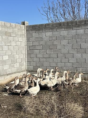 продам кур несушек оптом: Продаю гусей оптом — 2