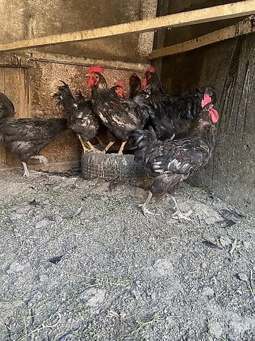 Петухи порода Джерси гигант 8 месяцев — 3