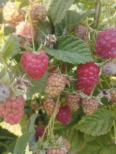 Крупы, мука, сахар: Ежевика — 8