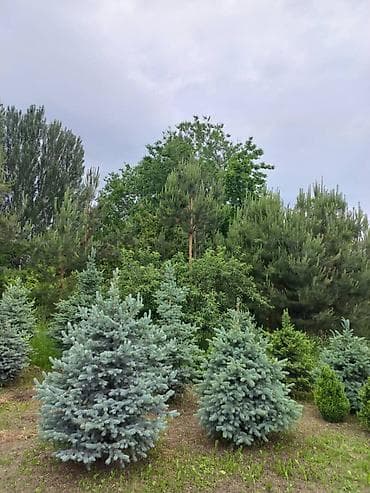 ишу работу охраника: Саженцы деревьев: Ели — 5