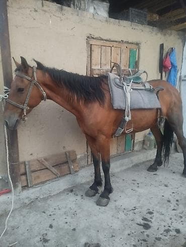 голуби павлин: Продаю | Кобыла (самка) | Для молока, Рабочий — 3