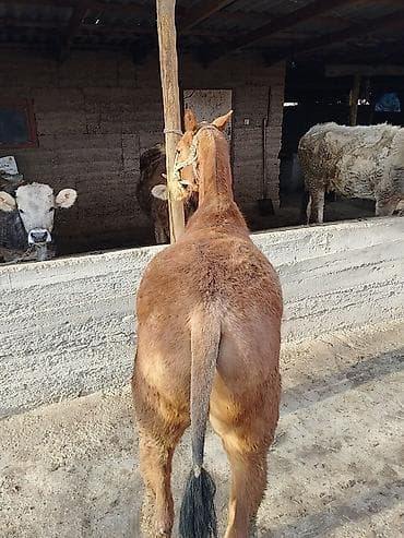 Продаю | Конь (самец) | Дончак | Конный спорт | Племенные