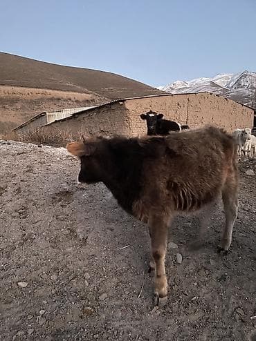 Үй жаныбарлары үчүн товарлар: Сатам | Музоо | Аргын | Бордоп семиртүү үчүн — 1