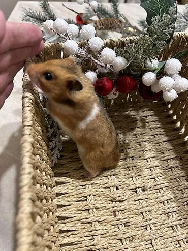 Башка жаныбарлар: Продаются хомячки джунгарские, сирийские, ангорские пушистые хомячки — 8