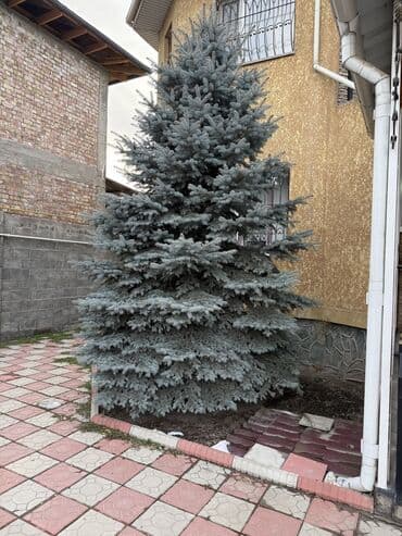 Садовая мебель: Саженцы деревьев: Ели, Самовывоз — 1