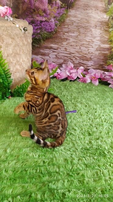 новорожденные котята: Друзья!! Проф питомник Бен Гла Мур Предлагает Шикарных элитных — 16