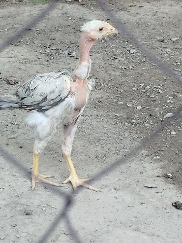 собаки карабалта: Дакан Ганой шалпан Мадагаскар шалпан жожолор сатылат алмашу жолдору — 1