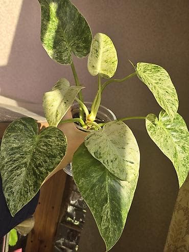 В продаже орхидеи 1500сом,детки орхидеи 350-400-500 сом, хоий