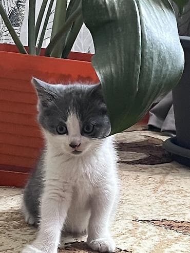 щенки дворняги: Котёнок, окрас серо-белый (биколор). Короткая плюшевая шерсть — 5