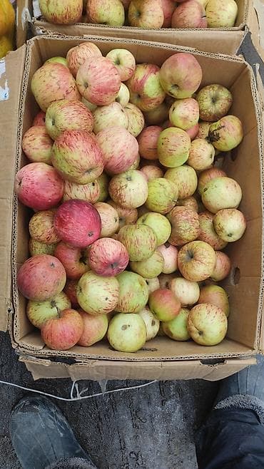 оптом яблоко: Рассада клубники садовой молодой сад - Сорт крупноплодный, ягоды — 5