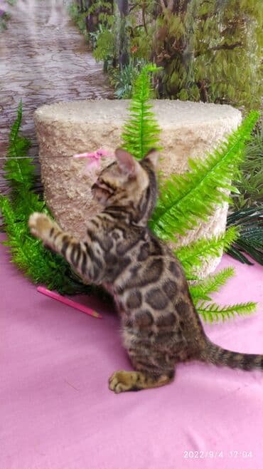 сколько стоит котенок британской золотой шиншиллы: Красивейшие Бенгальские котята 3мес девочки и мальчики. Проф питомник — 11