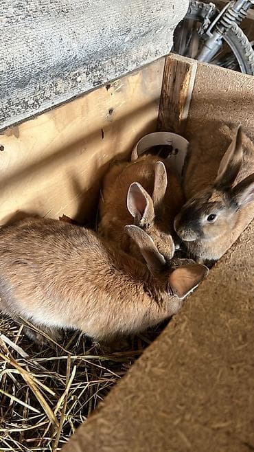 Продаю | Крольчиха (самка), Кролик самец, Крольчата | Новозеландская, НЗК | На забой, Для разведения