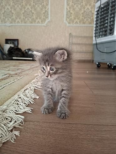 приму в дар котенка: Милые котята в добрые и ответственные руки 🐱Описание:Отдаем в добрые — 6