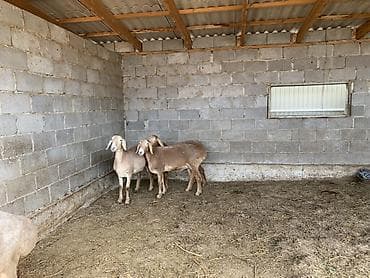 ниппельная поилка для кур: Продаю | Овца (самка) | Для разведения | Матка — 1