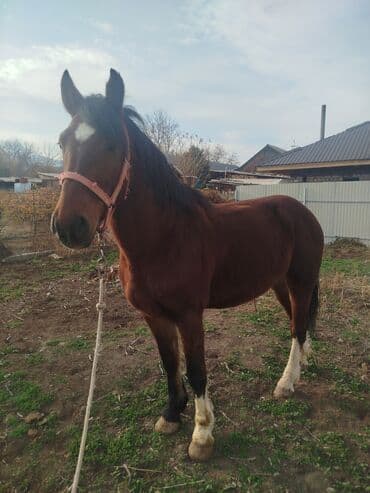 собака охотничий: Продаю | Жеребец — 6