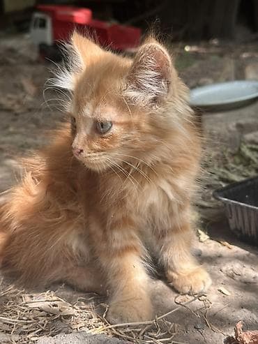 Мышыктар: Рыжий пушистый котёнок ищет дом🏡 - Окрас: тёплый рыжий с — 3