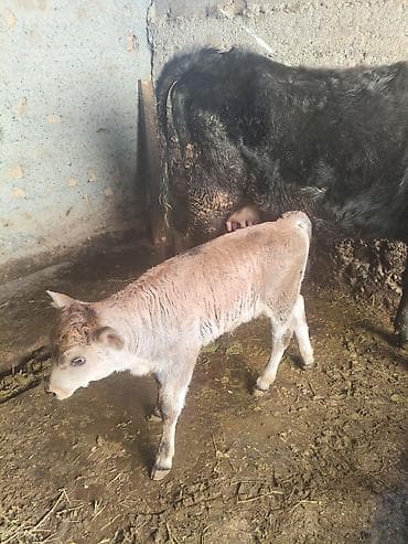 боос кой: Продаю | Тёлка | Для разведения — 9