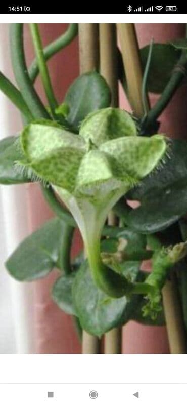 аихризон купить: Церопегия Сандерсона,большой горшочек цена 1000 сом.цветет в данный — 2