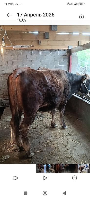 кара джигач: Продаю | Корова (самка) | Полукровка | Для молока — 2
