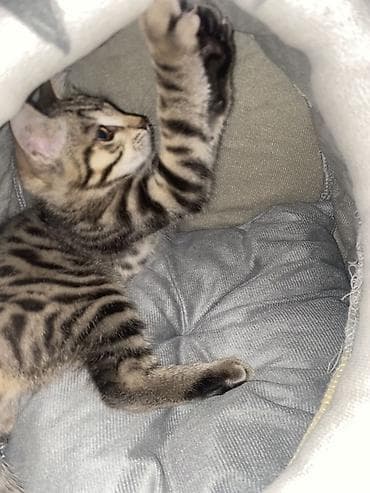Кошка даром: Бенгальская, 3 месяца, Мальчик, Приучена к лотку — 2