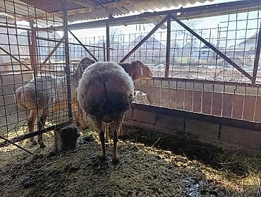 Товары и оборудование для с/х животных: Продаю | Овца (самка) | Для разведения — 5
