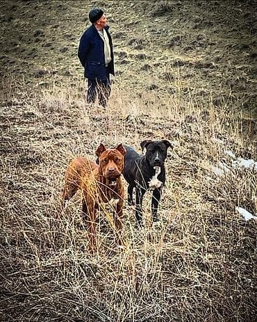 дом кошка: Щенки Питубл 
Самец 10.000 
Самка 7.000 — 5