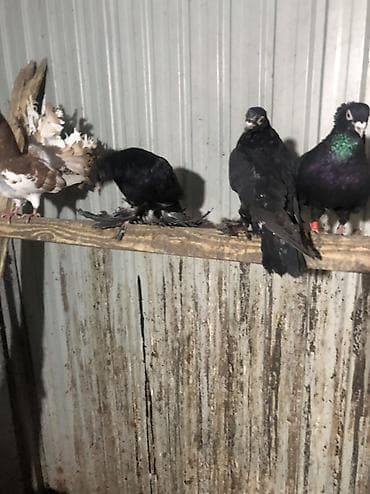 купить ара попугай: Продаю село беловоцк — 5