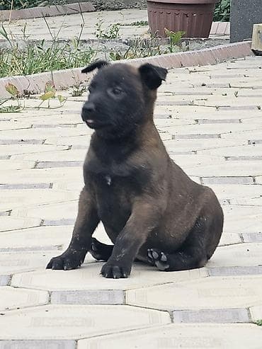 белгийские овчарки: Бельгийская овчарка, 1 месяц, Самка — 4