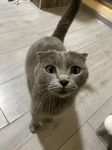 кошка шотланка: Скотиш Фолд (Шотландская вислоухая), 1 год, Мальчик, Голубой — 3