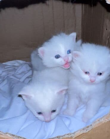 кун чечак свечи цена бишкек: Ангорская, 1 год, Девочка, Белый, Метис — 1