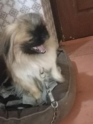 Зоотовары: Порода: пекинес (миниатюрная декоративная собака)мальчик 1 год,готов — 1