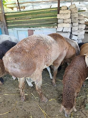 живой баран: Продаю | Баран (самец) — 5