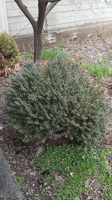 Светодиодные гирлянды: Ель и декоративные вечнозелёные кустарники (Саматты)для сада - Ель — 4