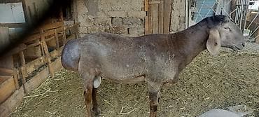 Сатам | Кочкор (эркек) | Арашан | Көбөйтүү үчүн | Жасалма жол менен боозутуу — 3