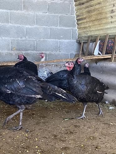 Продаю | Индюшата, Индюк (самец) | Черный принц, Полукровка | Для разведения, На забой | Племенные