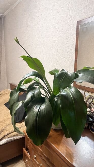 амур цена: Алоэ вера . 7 лет в горшке более 10 штук 1500 сом Папоротник 500 сом — 1