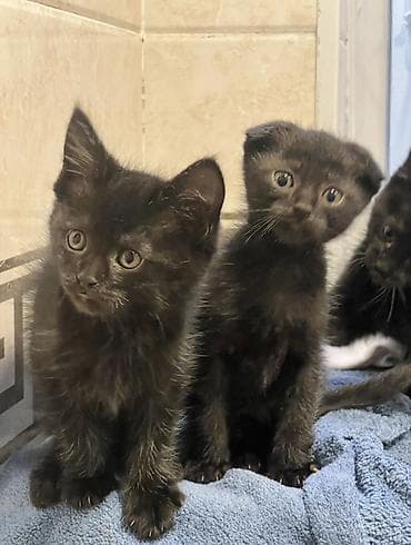 Мышыктар: Котята, окрас: черный и черно-белый (тукседо) Описание: - — 6