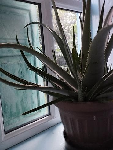артишок купить: Продаю три крупных взрослых куста лечебного алоэ с множеством розеток — 2