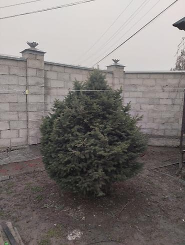 удобрения карбамид: Продам ель,ёлку.2 м высота — 2