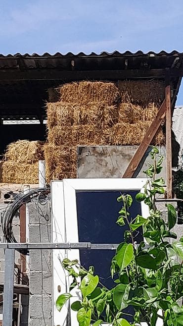 продажа кормов для сельскохозяйственных животных: Срочно срочно продаю солому где-то 50-60 штук цена 100 сом — 4