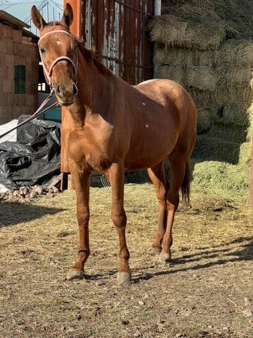 Грызуны: Продаю | Жеребец | Дончак | Конный спорт — 1