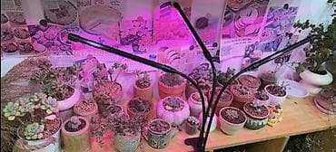 Светодиодная фитолампа для комнатных растений 1 лучик 800 2 лучика